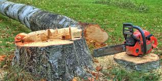 Best Tree Trimming and Pruning  in Tonawanda, NY