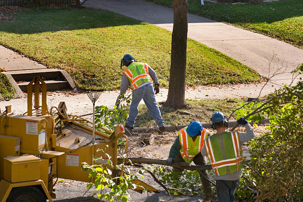 Best Tree Cabling and Bracing  in Tonawanda, NY