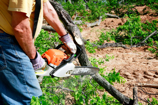 Best Lawn Maintenance Plans  in Tonawanda, NY